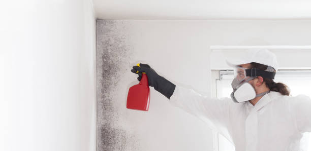 Best Post-Flood Mold Remediation in Richnd Heights, MO