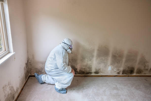 Best Post-Flood Mold Remediation in Richnd Heights, MO