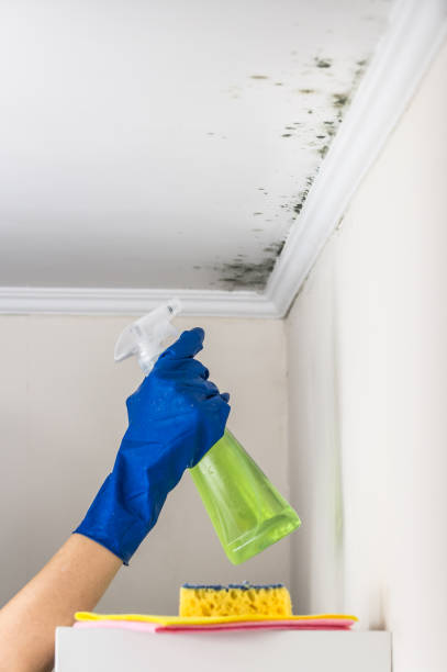 Best HVAC Mold Remediation in Richnd Heights, MO